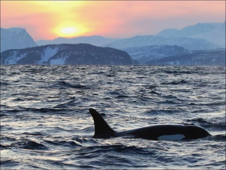 "Мурманск - "Сияние Севера"