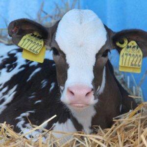 "Ферма “Веселая корова””