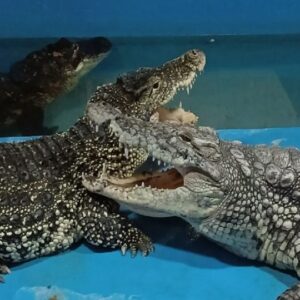 "Коломна и крокодилье королевство"