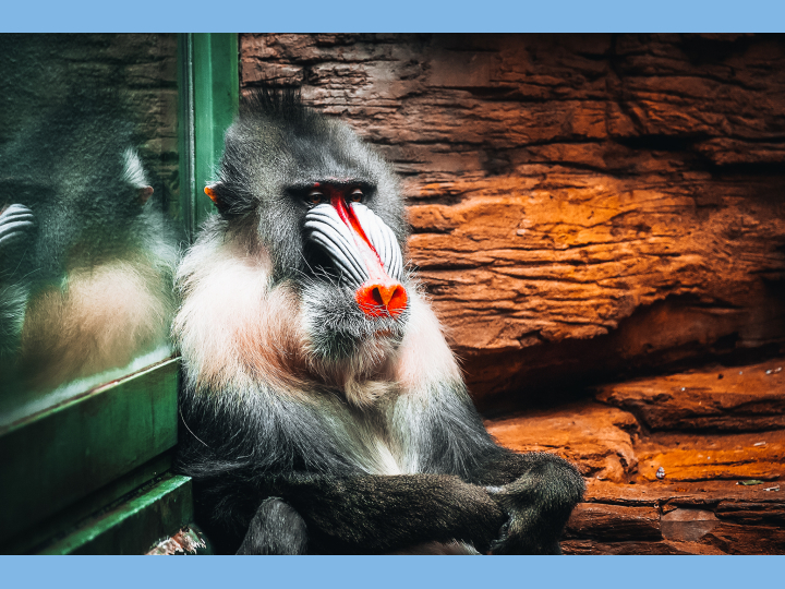 Московский Зоопарк — изображение 3