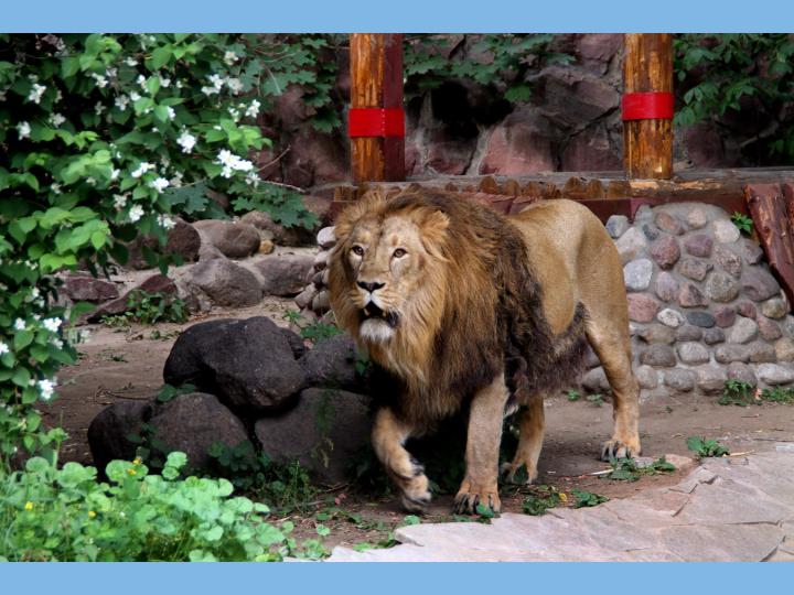 Московский Зоопарк — изображение 4