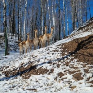 "Звонкое путешествие по «Звериному ковчегу»  и Звенигороду"